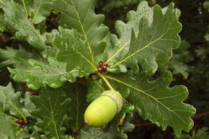 Нагрівальний дуб Нагрівальний дуб